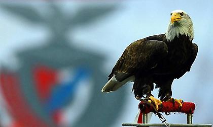 Το… έσκασε και επέστρεψε ο αετός της Μπενφίκα! (video)