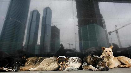 Σκοτώνει η Ρωσία χιλιάδες αδέσποτα εν όψει του Μουντιάλ;