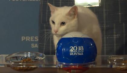 Ο γάτος-μέντιουμ προέβλεψε το νικητή της πρεμιέρας στο Μουντιάλ (video)