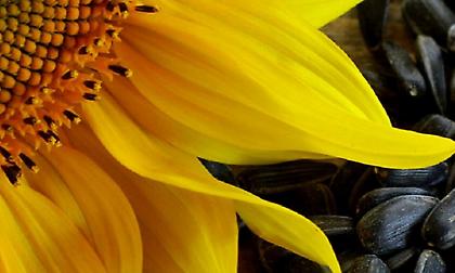 Ο… ταπεινός ηλιόσπορος και η τεράστια προσφορά του σε όσους αθλούνται