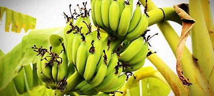 Οι μπανάνες απειλούνται με εξαφάνιση λόγω τροπικής ασθένειας