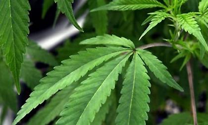 Κλιφ Ρόμπινσον: «Η μαριχουάνα με βοήθησε να αντιμετωπίσω το άγχος»