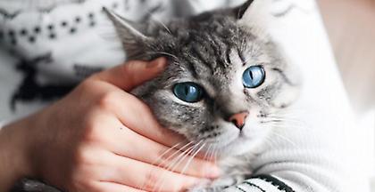 4 Οκτωβρίου 2018: Τώρα όλοι γιορτάζουν την Παγκόσμια Ημέρα των Ζώων στα PET CITY