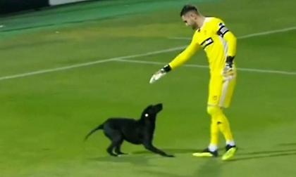 Σκύλος διακόπτει αγώνα για να κάνει παιχνίδια με τον τερματοφύλακα! (video)