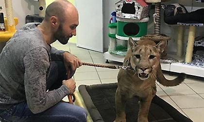 Κατοικίδιο… πούμα με το όνομα Μέσι (video)