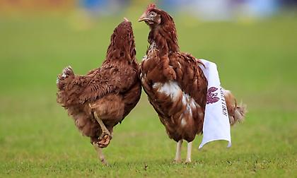 Υποδέχτηκαν με… κότες την Προοδευτική οι οπαδοί του Ιωνικού (pics)