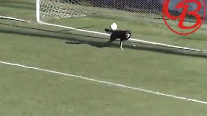 Σκύλος απέκρουσε σίγουρο γκολ στην Αργεντινή! (video)