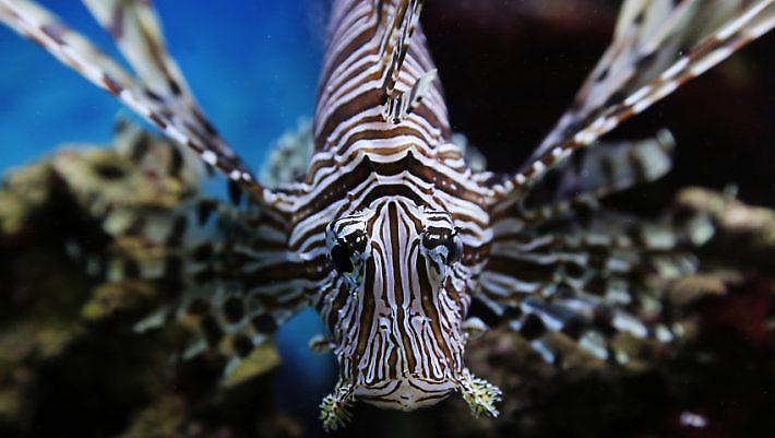 Τα 3 φονικά ψάρια των ελληνικών θαλασσών (Pics)