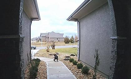 Viral: Ελάφι υπερπηδά τον σκύλο – εμπόδιο που βρέθηκε στο διάβα του