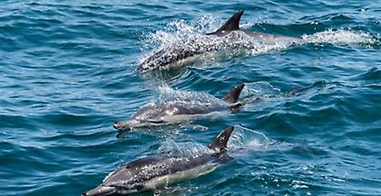 Γάλλοι ψαράδες διώχνουν δελφίνια από τα δίχτυα τους με ακουστικές συσκευές