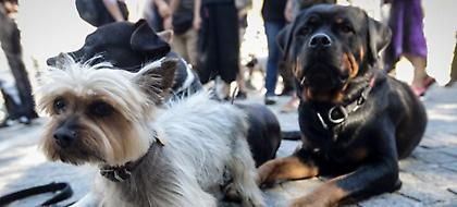 Μαγνησία: Παράνομη εξαγωγή ζώων συντροφιάς -Βρέθηκαν δεκάδες σκυλιά σε βαν