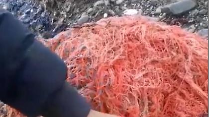 Κρήτη: Έσωσαν μικρή χελώνα που είχε μπλεχτεί σε δίχτυα