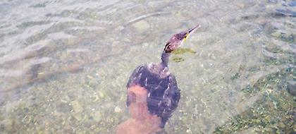 Ναύπλιο: Μεγάλο χταπόδι άρπαξε κορμοράνο (pics-video)