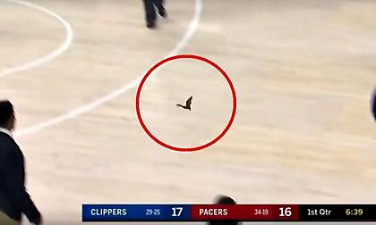 Κίνδυνος λύσσας: Η ενημέρωση για τη νυχτερίδα στο Πέισερς-Κλίπερς!