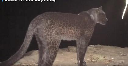 Υπάρχει τελικά η μυθική μαύρη λεοπάρδαλη - Φωτογραφία της μετά από 100 χρόνια (video)