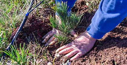 Ακυρώθηκε η αναδάσωση στην Κρήτη λόγω βροχής