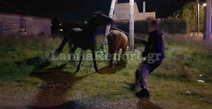 Απίστευτες εικόνες στη Λαμία - Κυνηγούσαν άλογα μέσα στην πόλη (pics)