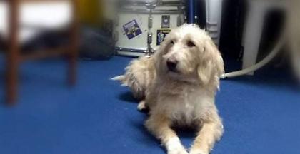 Σκότωσαν με φόλα τη μασκότ των φίλων του Αστέρα Τρίπολης και άλλα 10 σκυλιά