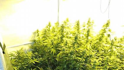 Βρήκαν τον καλλιεργητή 546 χασισόδεντρων στο Ρέθυμνο