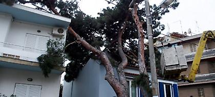 Δέντρο έπεσε πάνω σε σπίτι στο Μαρούσι (pics)