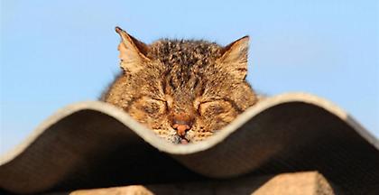 Οι Ελβετοί φτιάχνουν σκάλες για να σουλατσάρουν σε σκεπές οι κεραμιδόγατοι