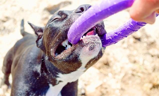 Πίτμπουλ: Η αλήθεια για την πιο παρεξηγημένη ράτσα σκύλων
