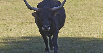 Τραγωδία στην Κόρινθο: Ταύρος σκότωσε άντρα και Θανατώθηκε από αστυνομικούς