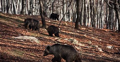 Ο Αρκτούρος «αποχαιρετά» την υπέργηρη αρκουδίτσα Βέσνα