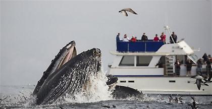 Ιαπωνία: Φέρι συγκρούστηκε με φάλαινα-87 τραυματίες