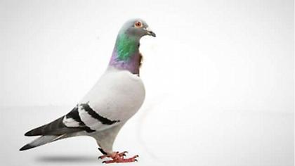 Ταχυδρομικό περιστέρι πωλήθηκε για 1,25 εκατ. ευρώ!