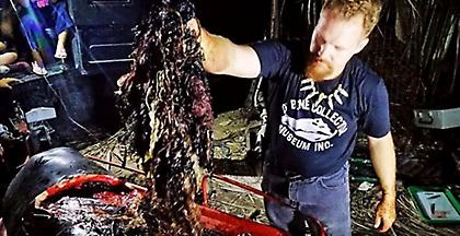 Φιλιππίνες: 40 κιλά πλαστικές σακούλες βρέθηκαν σε στομάχι φάλαινας (video)