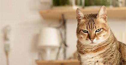 Οργή για Κρητικιά που σκοτώνει γάτες και δίνει συνταγή για φόλες στα σόσιαλ