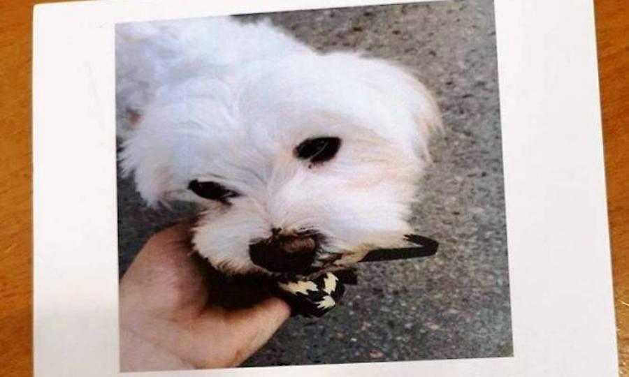 60 μέρες στους δρόμους: Το post που «ένωσε» ξανά σκύλο και ιδιοκτήτη όταν οι ελπίδες είχαν χαθεί