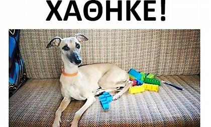 Οικογένεια τουριστών που πρέπει να φύγει έχασε το σκυλί της στην Πάτρα - Βοηθήστε να βρεθεί η Δάφνη