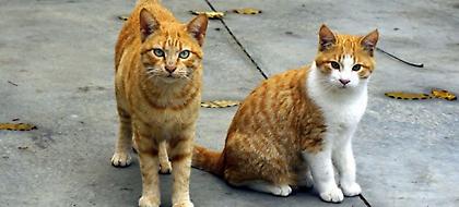 Παρέμβαση εισαγγελέα για τη συνταγή για φόλες -«Το έκανα για πλάκα» λέει ο σύζυγος