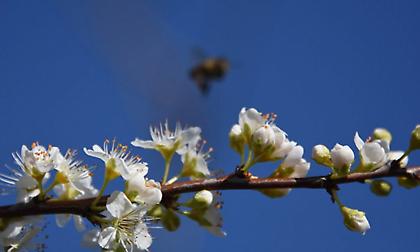Εαρινή ισημερία: Πρώτη μέρα της Άνοιξης με ένα σπάνιο φαινόμενο (vid)