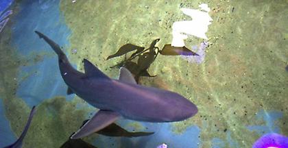 Νεοϋρκέζος κρατούσε παράνομα καρχαρίες στην πισίνα του για να τους πουλάει!