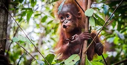 Ινδονησία: Tουρίστας είχε έναν ουραγκοτάγκο ναρκωμένο μέσα στη βαλίτσα του