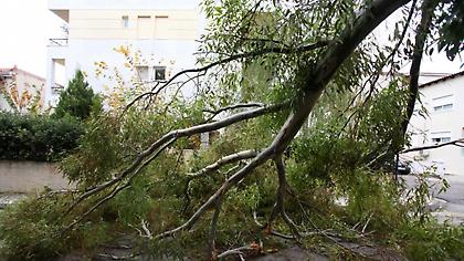 Πυροσβεστική: 138 κλήσεις για πεσμένα δέντρα στην Αττική