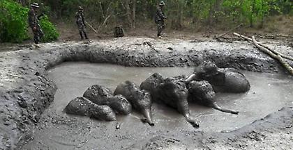 Έξι παγιδευμένα και χαμένα ελεφαντάκια σώθηκαν στην Ταϊλάνδη