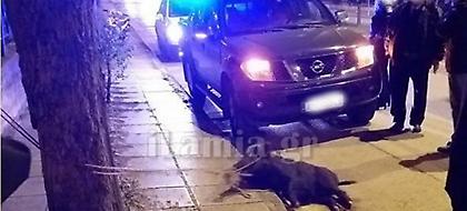 Αγριογούρουνο έκοβε βόλτες μέσα στη Λαμία - Στήθηκε αστυνομική επιχείρηση