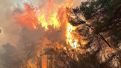 Ηλεία: Μεγάλη φωτιά στο προστατευόμενο δάσος της Στροφυλιάς