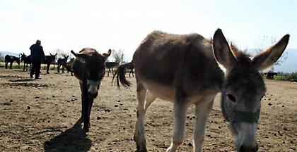 Καμπάνια για τα γαϊδουράκια Σαντορίνης: Ελάτε στη θέση τους