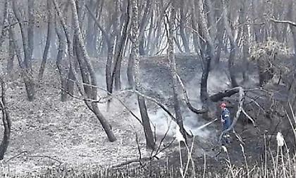 Οικολογική καταστροφή στη Στροφυλιά: Στάχτη 2.000 στρέμματα παρθένου δάσους