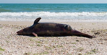 Πολλά δελφίνια εκβράστηκαν νεκρά κατά την τουρκική άσκηση Γαλάζια Πατρίδα