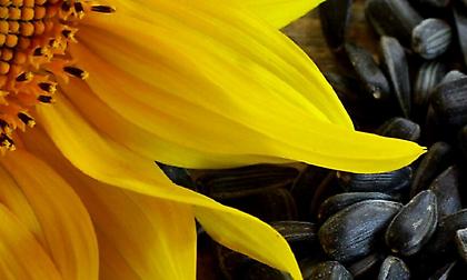 Ο… ταπεινός ηλιόσπορος και η τεράστια προσφορά του σε όσους αθλούνται