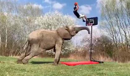 Ο πιο... μπασκετικός ελέφαντας (video)