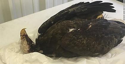 Επικήρυξη 6.000 δολάρια για αυτόν που σκότωσε αετό-σύμβολο των ΗΠΑ