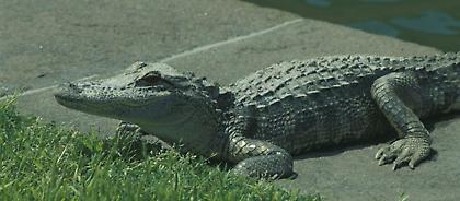 Βραζιλία: Αλιγάτορες καϊμάν δραπέτευσαν και κυκλοφορούν ελεύθεροι σε φαβέλα