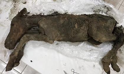 Επιστήμονες επιχειρούν να κλωνοποιήσουν προϊστορικό άλογο και μαμούθ